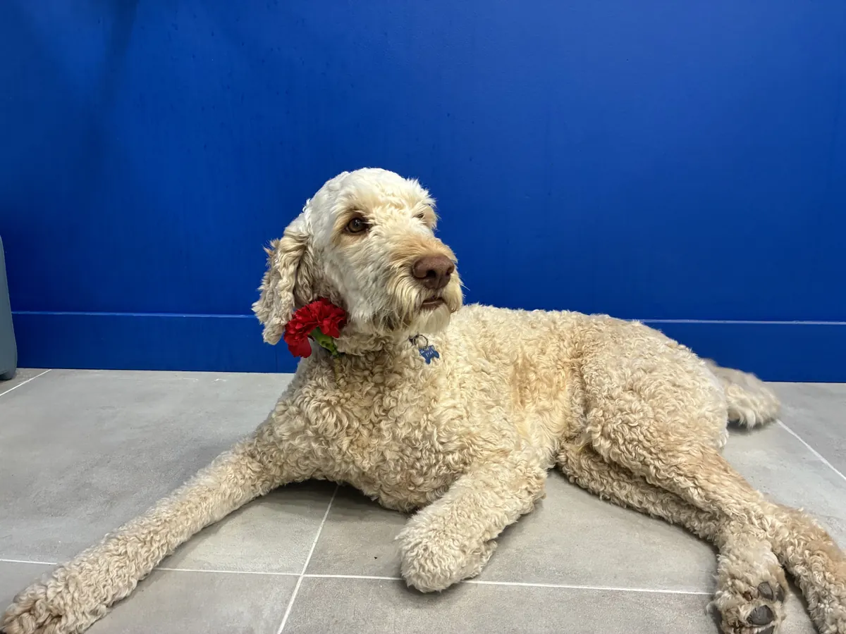 Fleurs de Nila - Atelier fleuriste