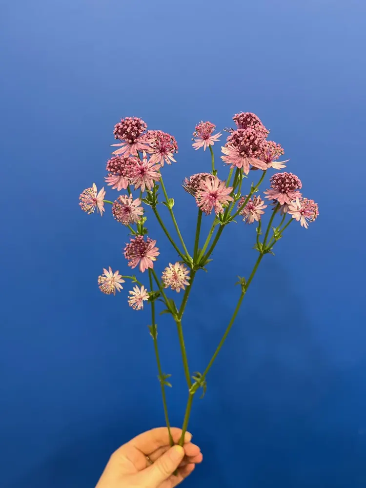Fleuriste créant un bouquet